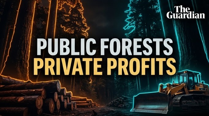 A truck carrying recently cut old-growth trees in the Tongass national forest, Alaska